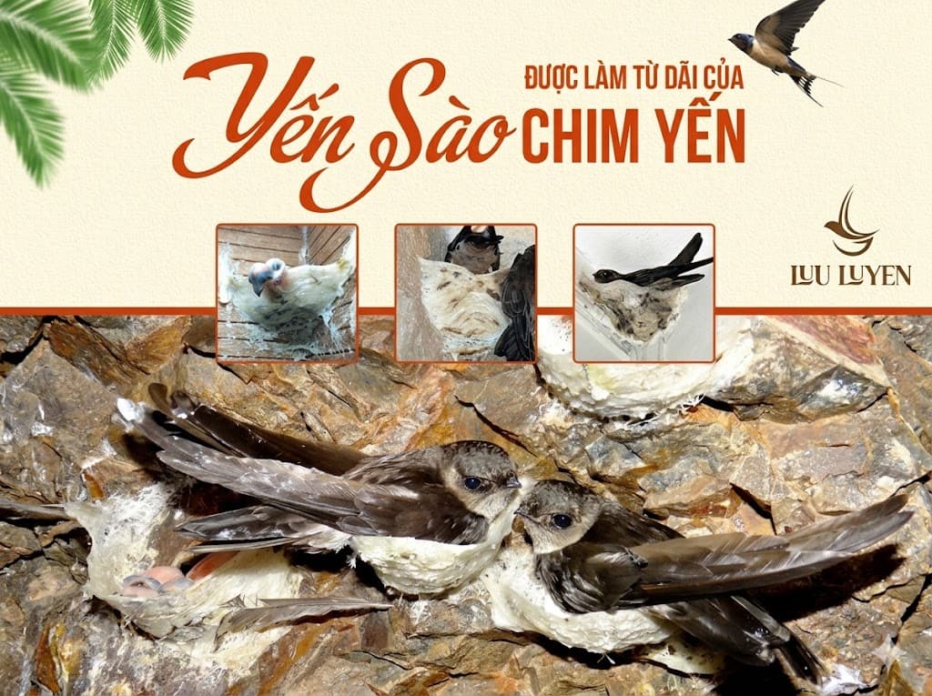 Tổ Yến Được Hình Thành Như Thế Nào? Từ Chim Yến Đến Thành Phẩm