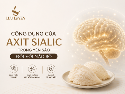 Axit Sialic Trong Yến Sào - "Vàng Lỏng" Cho Não Bộ & Sự Tập Trung