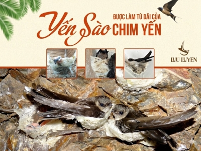 Tổ Yến Được Hình Thành Như Thế Nào? Từ Chim Yến Đến Thành Phẩm